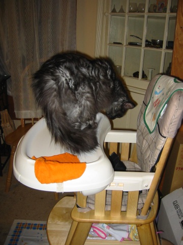 Rumpel Checks Out the Highchair